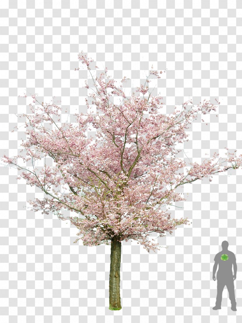 Prunus Serrulata Populus Nigra Tree Cherry Blossom Bonsai Transparent PNG