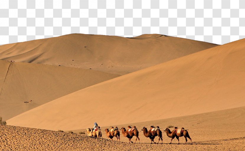 Erg Camel Desert Sand - Dune Transparent PNG