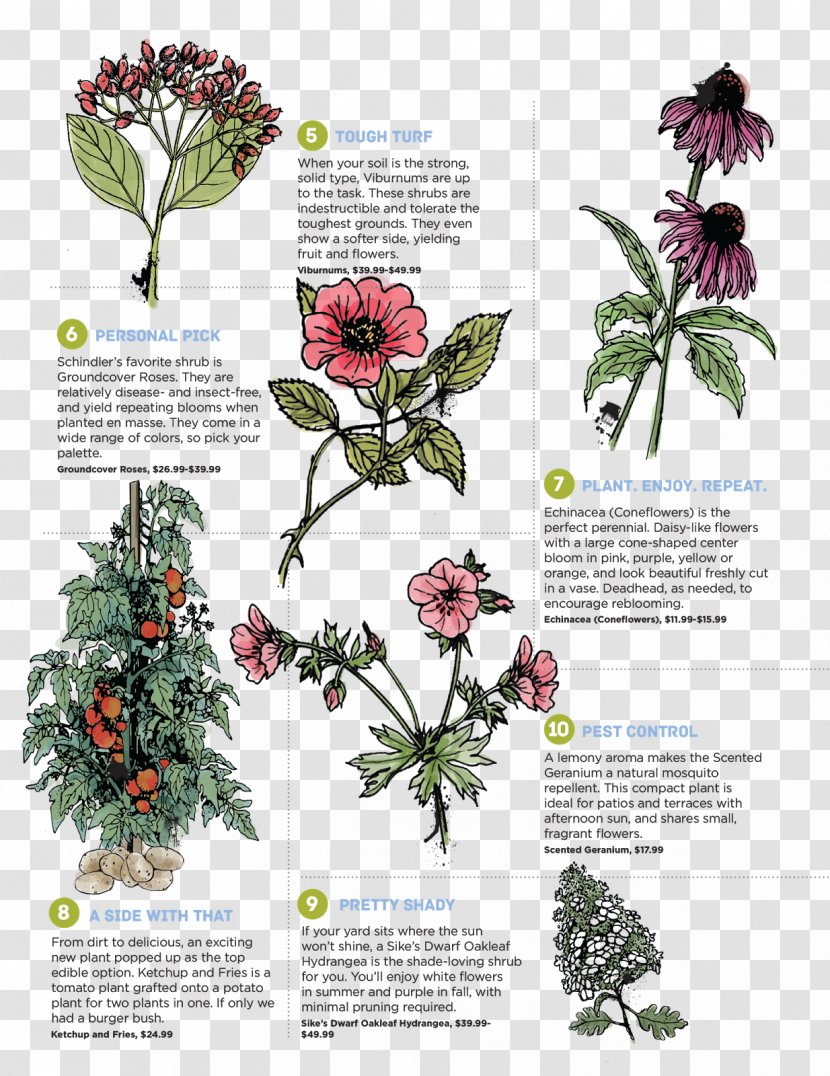 Perennial Plant Foraging & Feasting: A Field Guide And Wild Food Cookbook Flower Purple Deadnettle - Edible Stem - Poster Transparent PNG