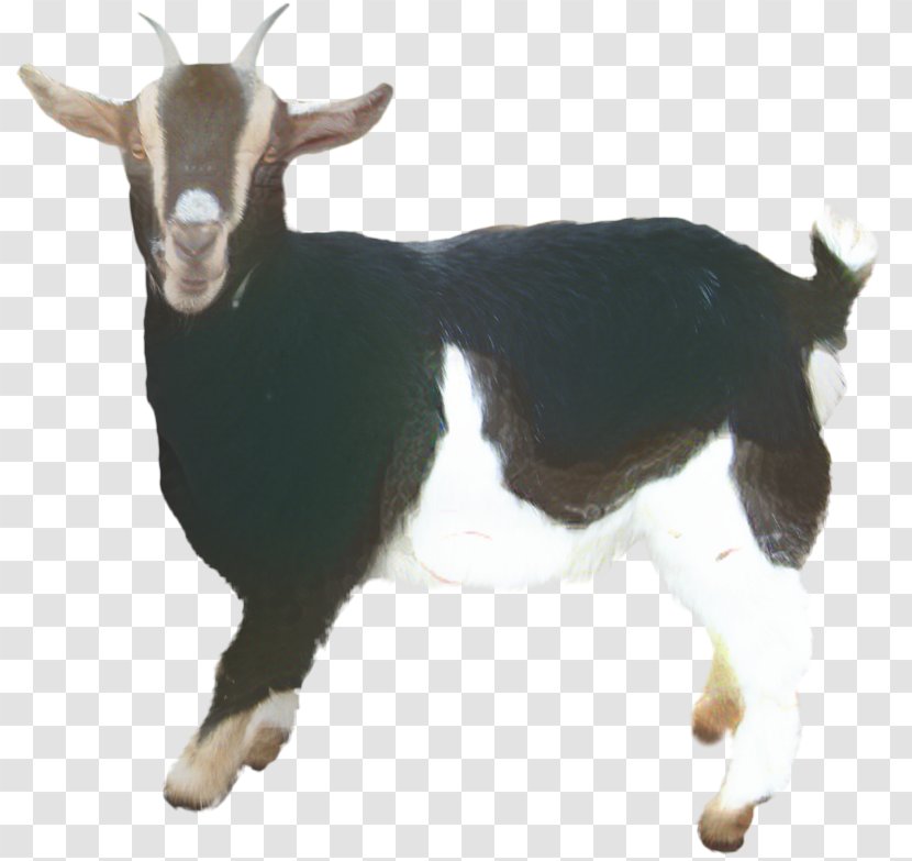 Eid Al Adha Islamic Background - Drawing - Wildlife Feral Goat Transparent PNG