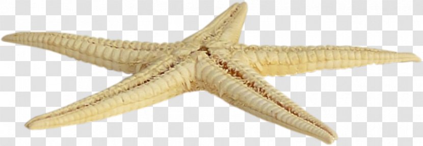 Starfish Sea Icon - Underwater Transparent PNG