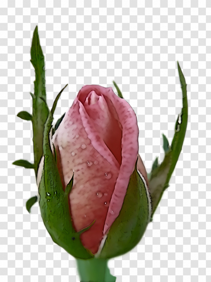 Garden Roses Transparent PNG