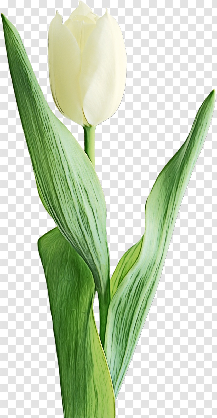 Flower Plant Tulip Petal Lily Of The Valley Transparent PNG