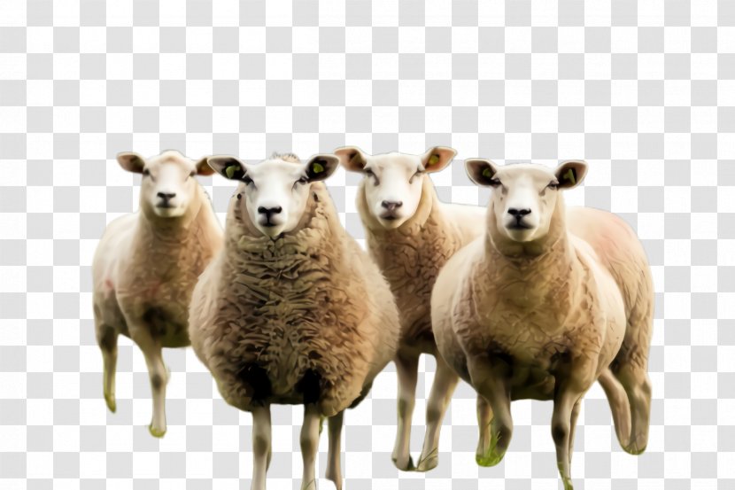 Eid Ul Adha Sheep - Livestock - Herding Cowgoat Family Transparent PNG