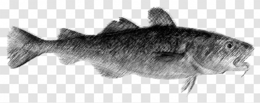 Drawing Fauna Marine Mammal /m/02csf Wildlife - Cod Fish Transparent PNG