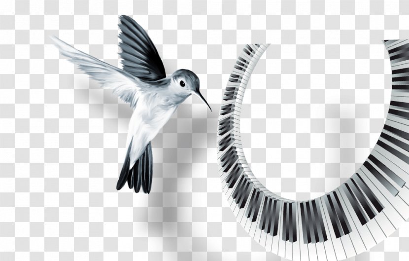 Hummingbird Keyboard - Poster - Feather Transparent PNG