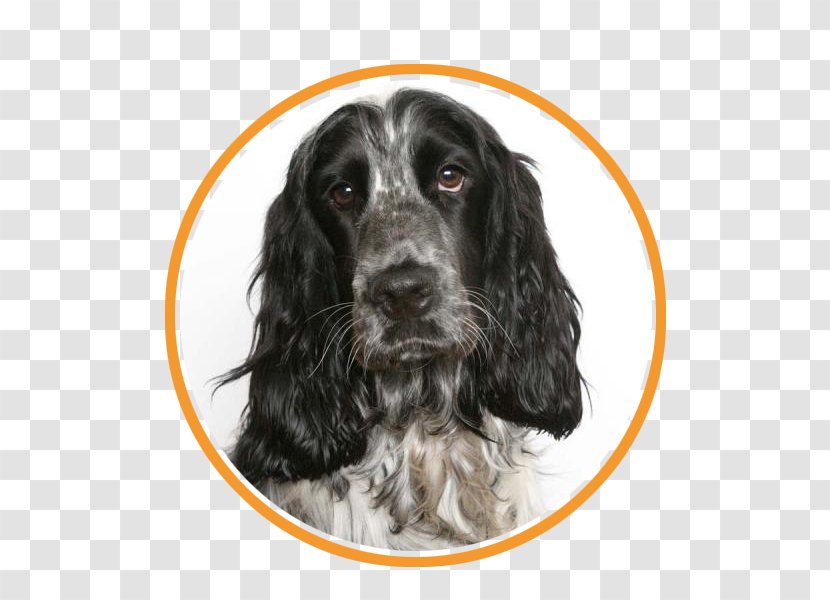 English Cocker Spaniel American Puppy - Roan Transparent PNG