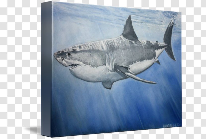 Great White Shark Tiger Requiem Sharks Water Transparent PNG