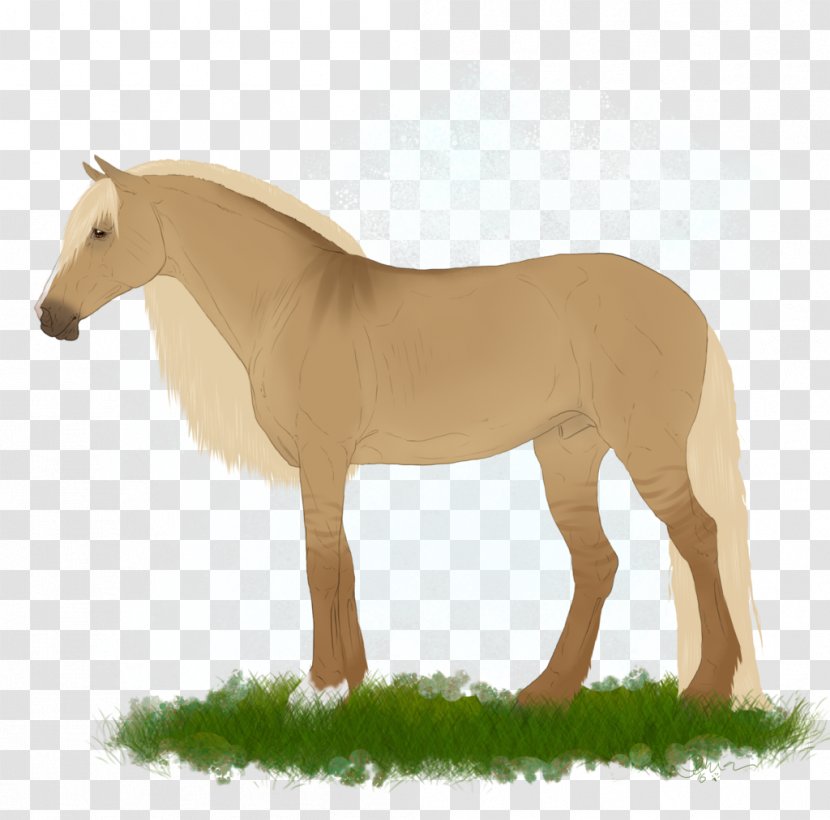 Mane Mustang Stallion Mare Foal - Pasture Transparent PNG