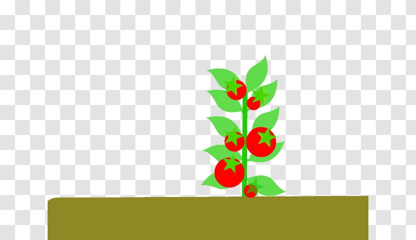 Tomato Tamarillo Drawing Cartoon - Green - Soil Transparent PNG