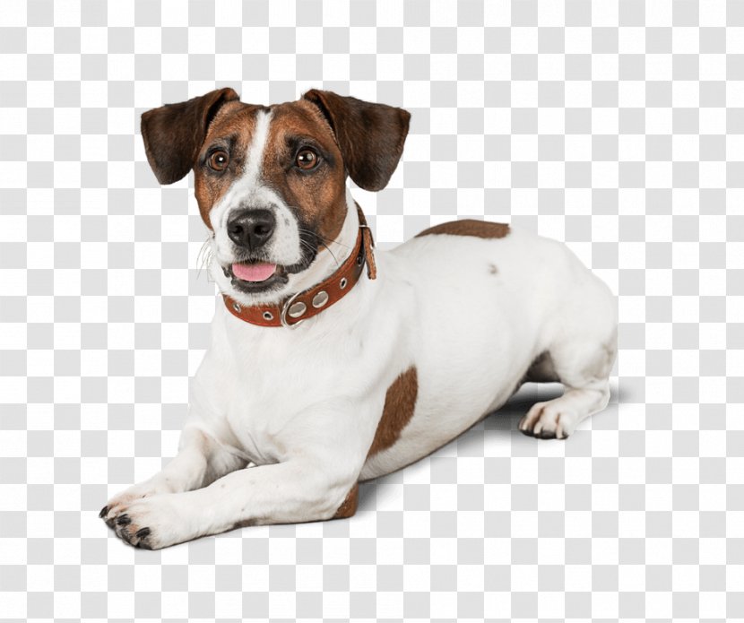Jack Russell Terrier Dog Breed Puppy Danish–Swedish Farmdog Miniature Fox - Pet Transparent PNG