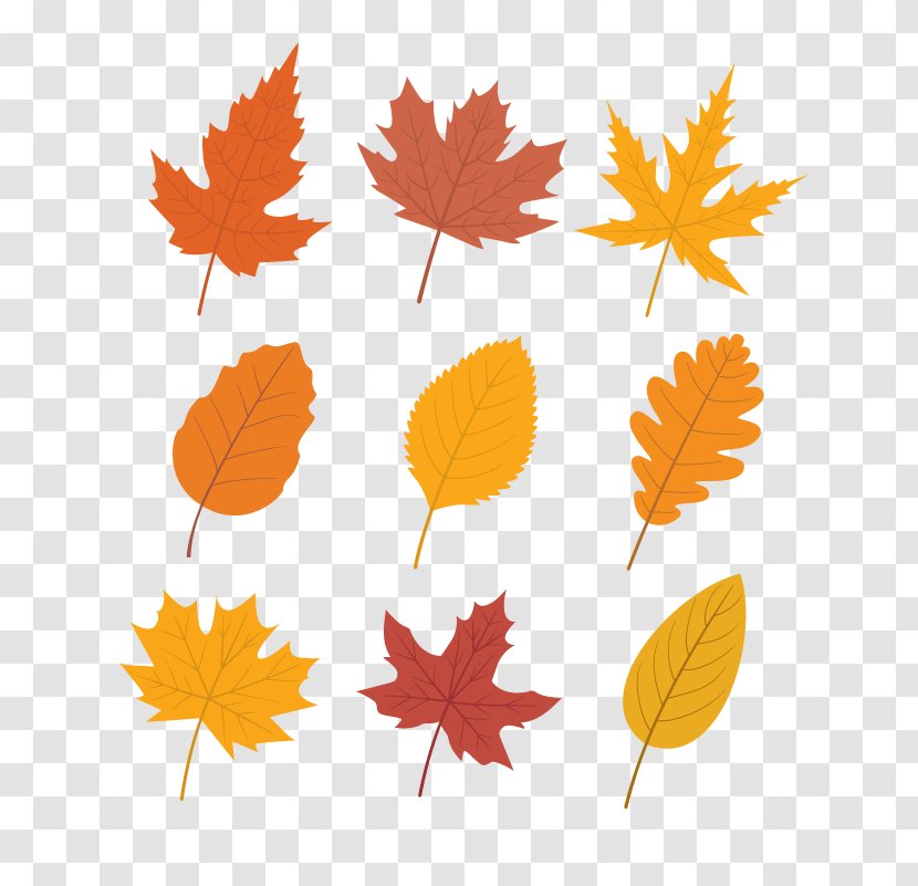 Autumn Leaf Color Maple - Tree - Vector Transparent PNG