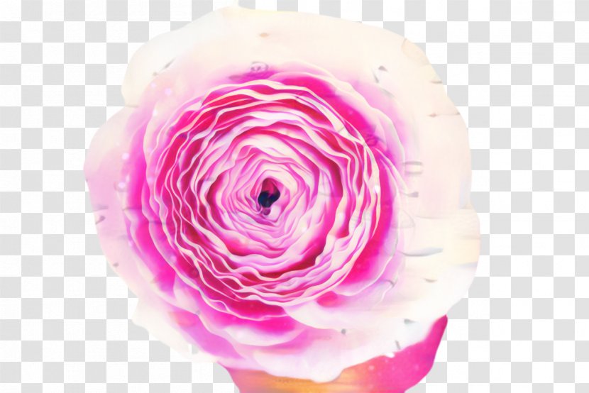 Pink Flowers Background - Bloom - Spiral Rose Order Transparent PNG