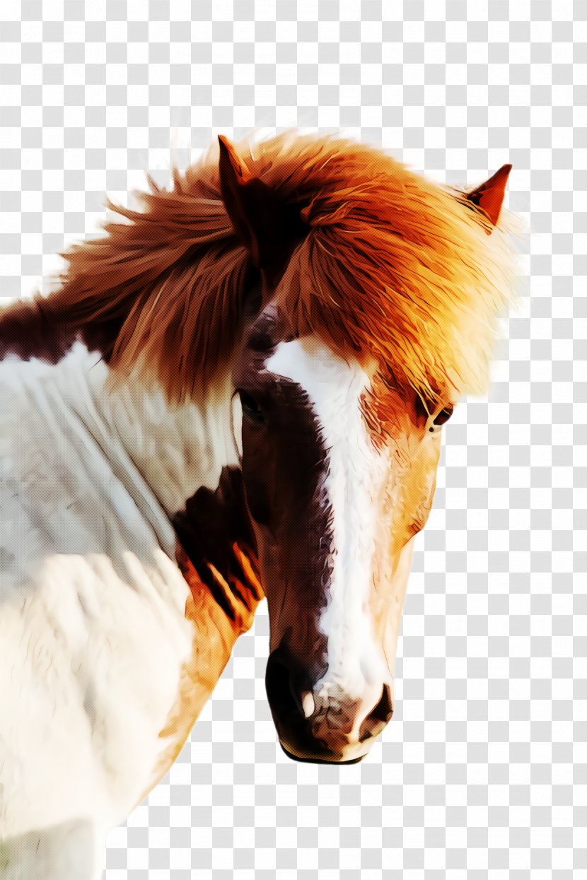 Mustang Horse - Snout - Fur Livestock Transparent PNG