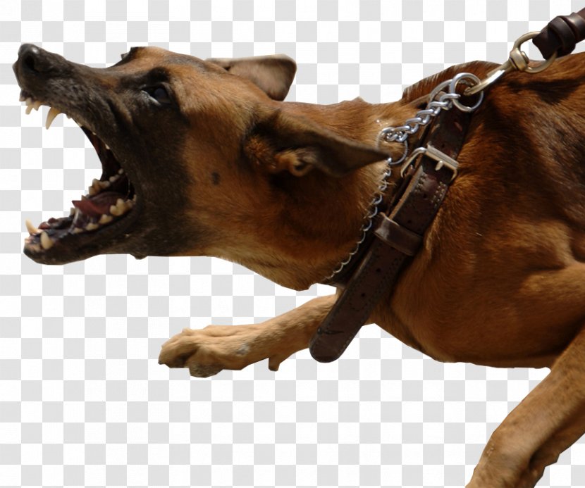 German Shepherd Dog Bite Biting Bark Leash - Breedspecific Legislation - The Eaves Transparent PNG