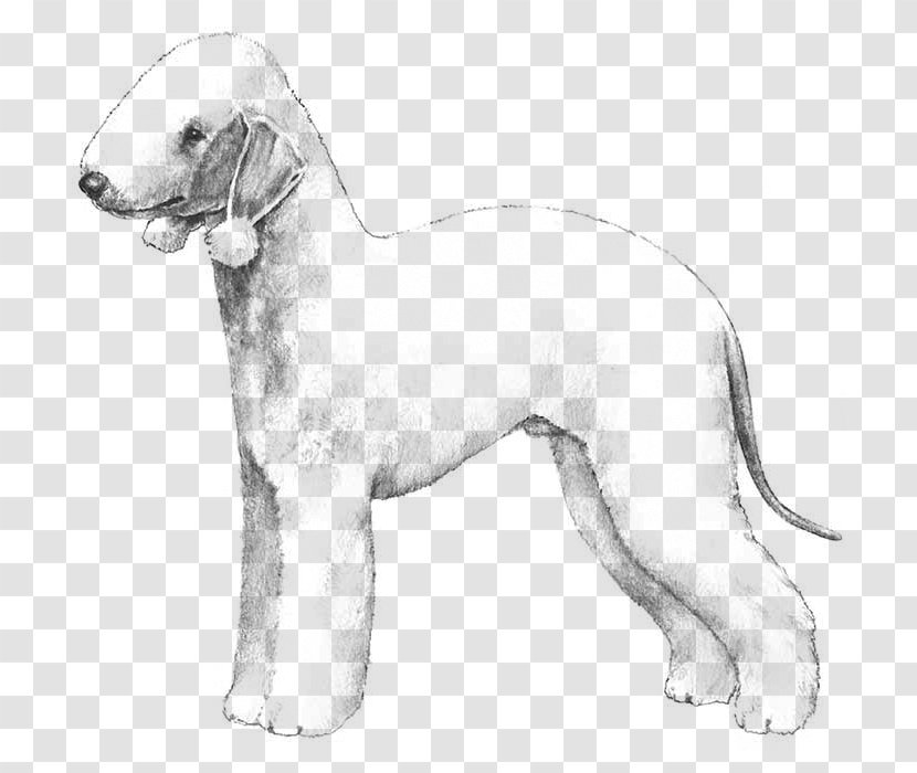 Bedlington Terrier Airedale American Staffordshire Bull Jagdterrier - Drawing Transparent PNG