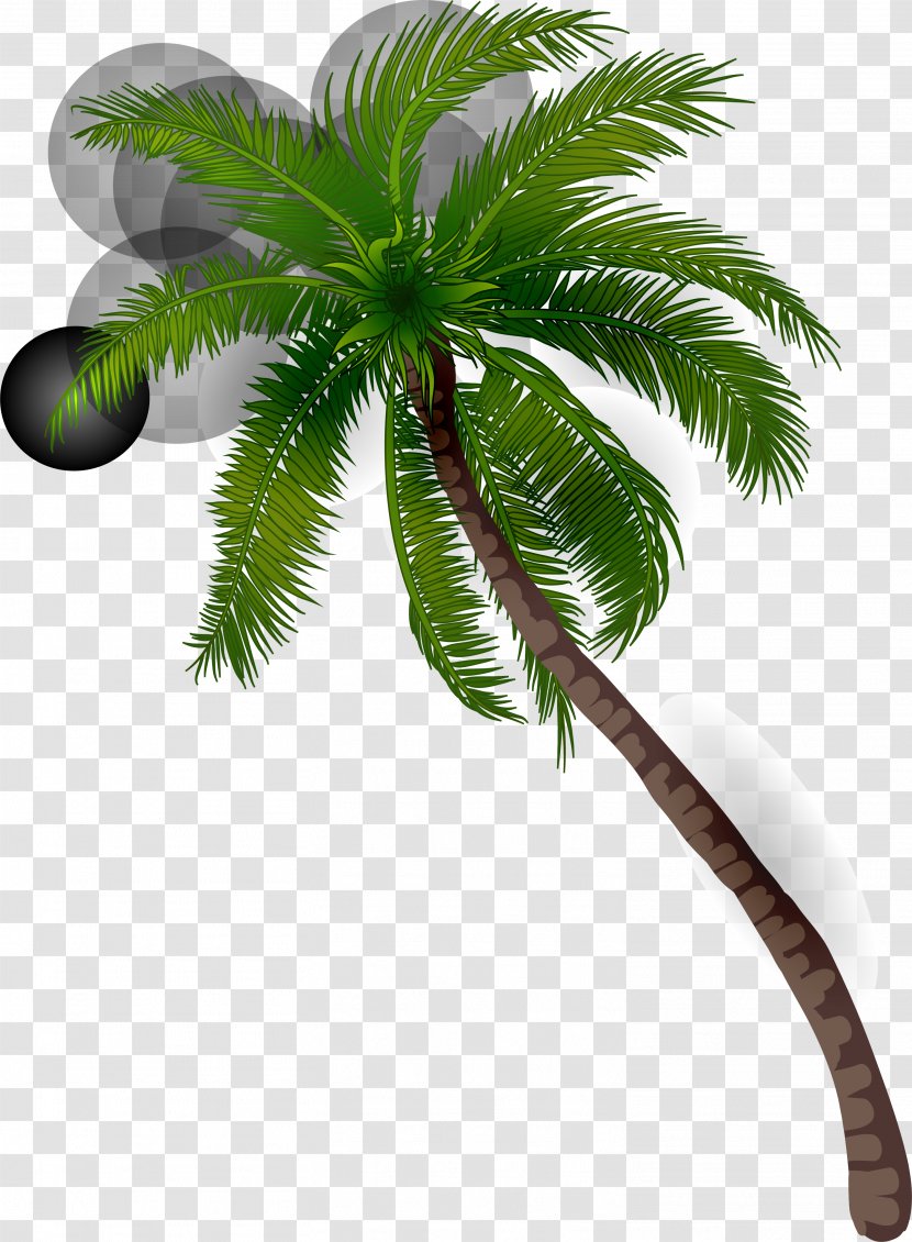 Coconut Arecaceae Illustration - Tree - Green Dream Palm Transparent PNG