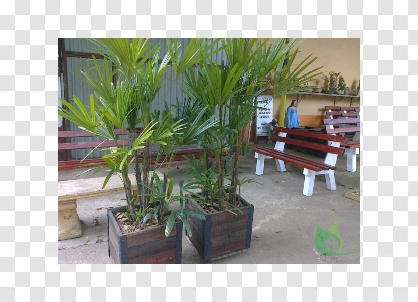 Canoas Garden Center Rs Cachepot Flowerpot Gardening - Dracena Transparent PNG
