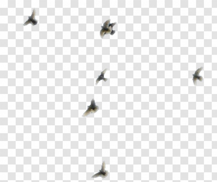 Line Flock Insect Membrane Sky Plc - Bird - Pigeon Transparent PNG