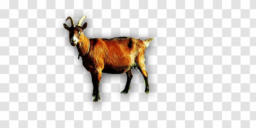 Goat Sheep Cattle Horn - Horns Transparent PNG
