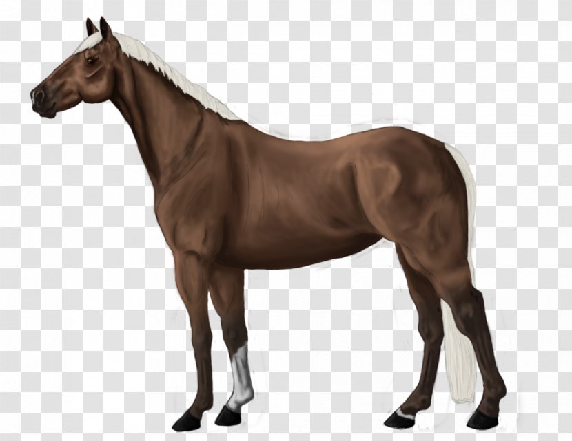 Stallion Thoroughbred Colt Mane Mare - Daryl Dixon Transparent PNG