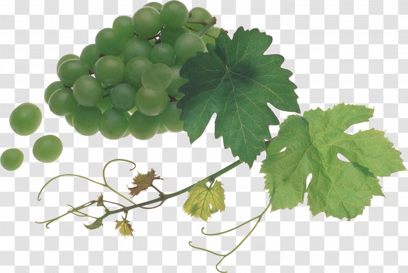 Common Grape Vine Sultana Verjuice - Nutrition Facts Label - Feige Transparent PNG