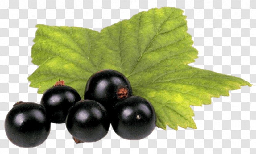 Zante Currant Blackcurrant Fruit - Cranberry - Seed Oil Transparent PNG