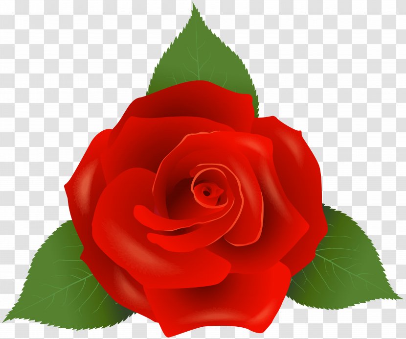 Garden Roses Flower Floribunda - Rose Order - Red Transparent PNG