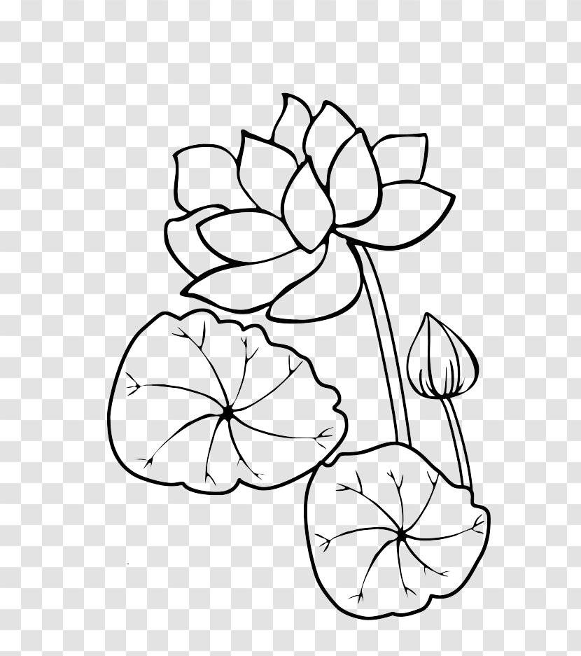 Flower Aquatic Plant Stroke Receptacle Leaf - Tree - Lotus Transparent PNG