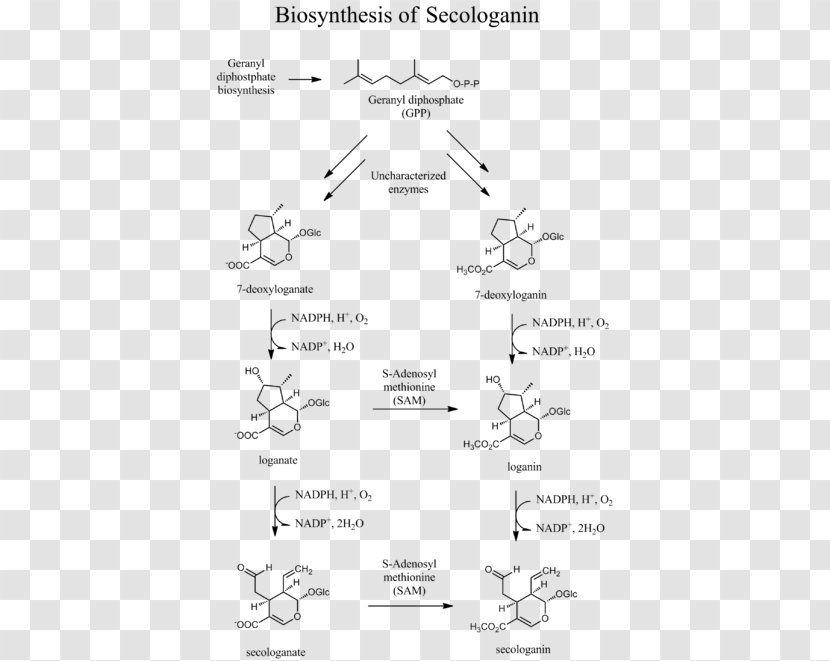 Secologanin Biosynthesis Geranyl Pyrophosphate Mevalonate Pathway Monoterpene - Black And White Transparent PNG