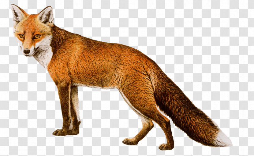 Red Fox - Tail - Image Download Picture Transparent PNG