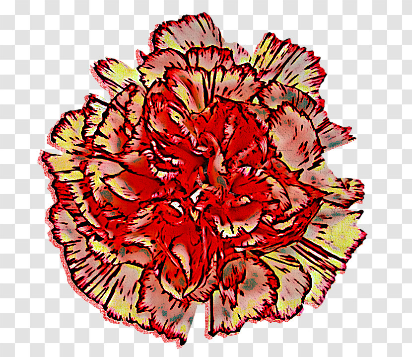 Carnation Cut Flowers Flower Red Plant Transparent PNG