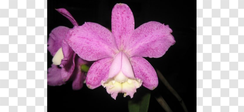 Crimson Cattleya Christmas Orchid Loddigesii Epidendrum Laelia Transparent PNG