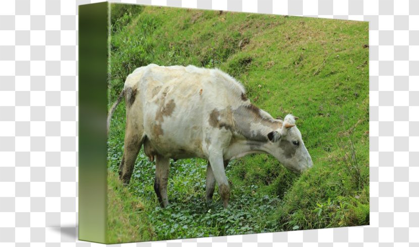 Cattle Goat Pasture Grazing Fauna - Grassland - Cows Transparent PNG