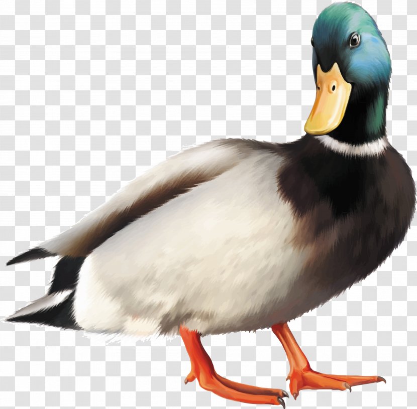 Mallard Duck Goose Bird - Poster Transparent PNG