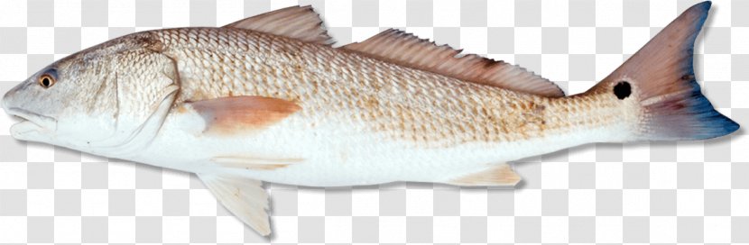 Northern Red Snapper Drum Redfish Fishing Angling - Fauna Transparent PNG