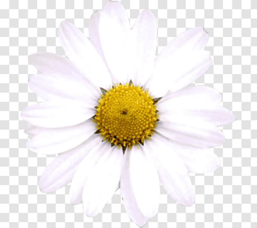 Oxeye Daisy Argyranthemum Frutescens Trackback Chrysanthemum Blog - Bach Flower Remedies Transparent PNG