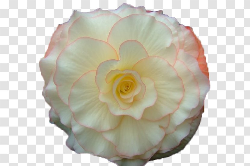 Garden Roses Flower Bouquet GIF Animation Transparent PNG