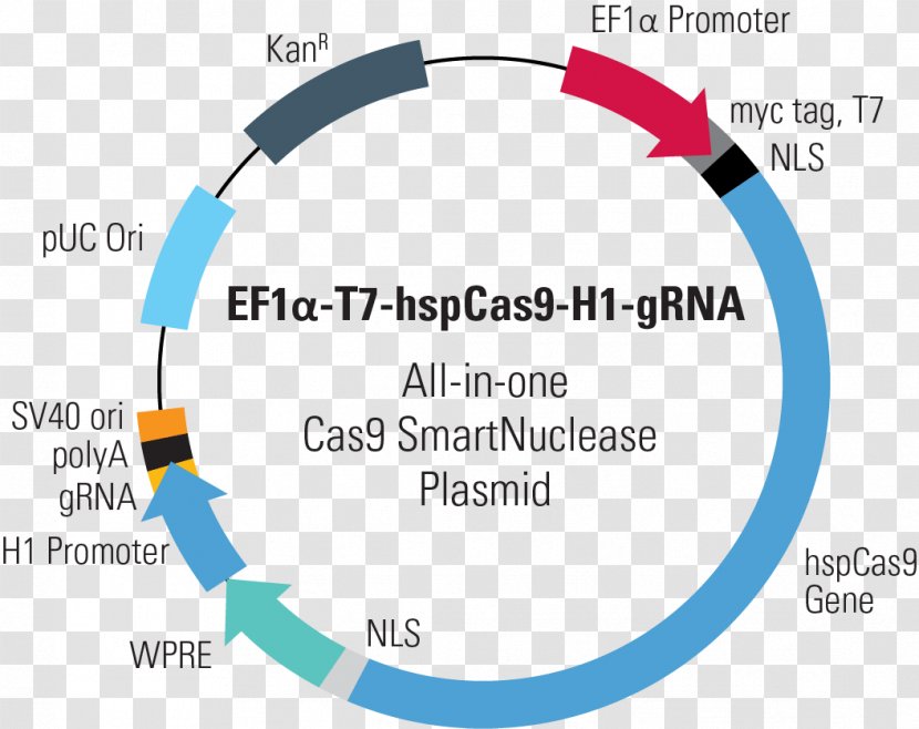 CRISPR Cas9 Plasmid Genome Editing Guide RNA - Technology - Vector Transparent PNG