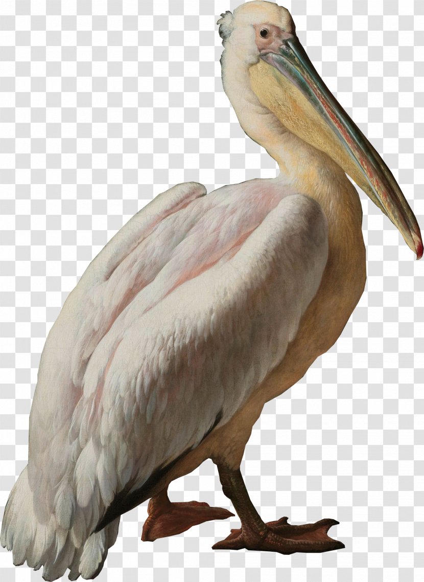 Pelican Seabird Pelecaniformes Water Bird - Wing Transparent PNG