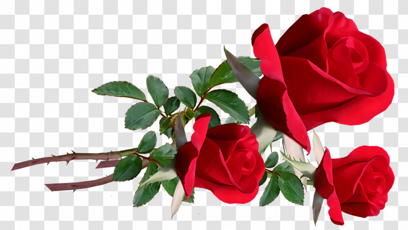 Garden Roses Transparent PNG