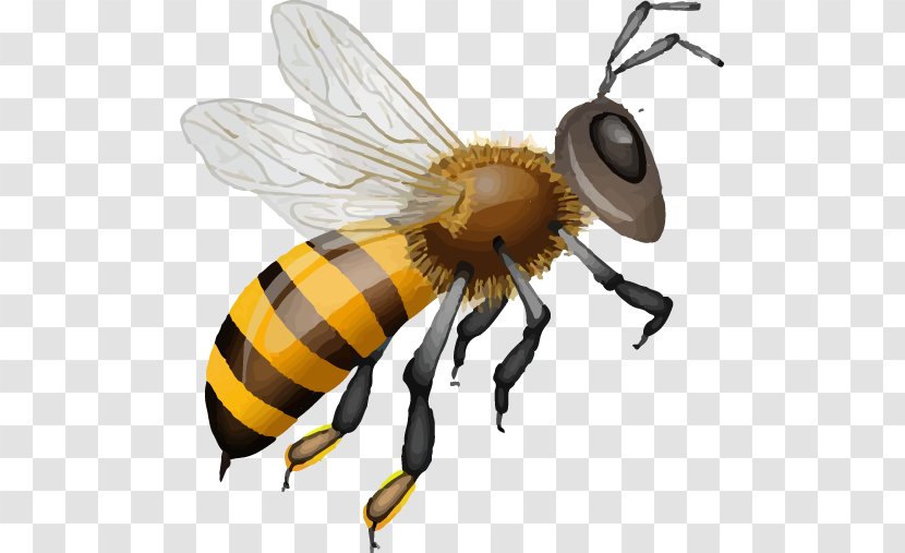 Honey Bee Muesli Transparent PNG