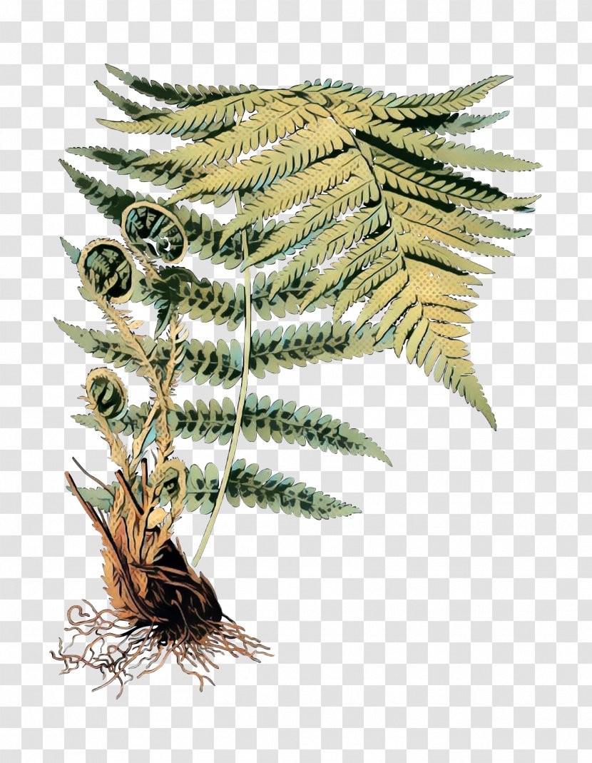 Feather - Ferns And Horsetails - Ostrich Fern Transparent PNG