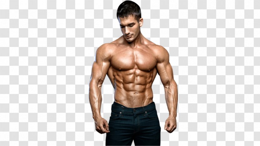 Muscle Hypertrophy Bodybuilding Exercise Dietary Supplement - Frame - Fat Cells Toxins Transparent PNG