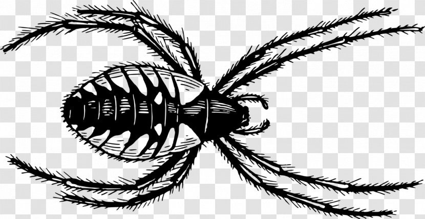 Clip Art Line Spider Image Illustration - Drawing - Arthropods Insects Transparent PNG