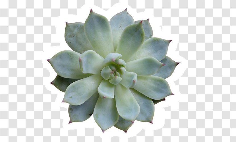 Succulent Plant Cactaceae Agave Stock Photography - Cactus Transparent PNG