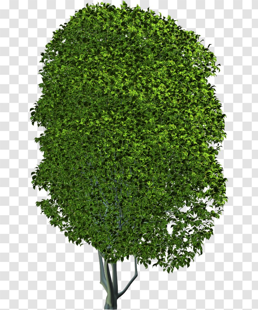 Foundation Blender Compositing Download Tree - Shrub - Forest Transparent PNG