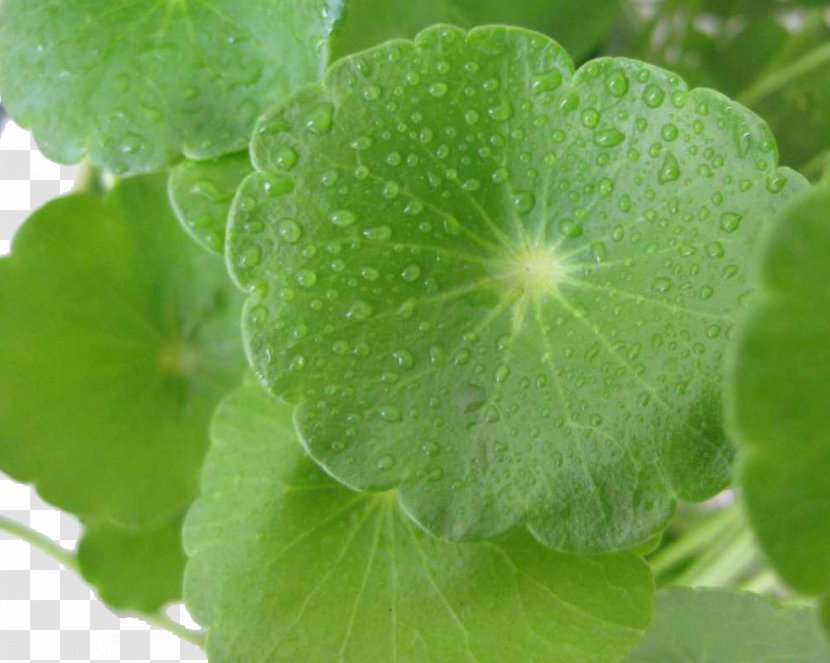 Centella Asiatica Planting Flowers Herbaceous Plant Leaf Groundcover - Apiaceae - Rain Snow Transparent PNG