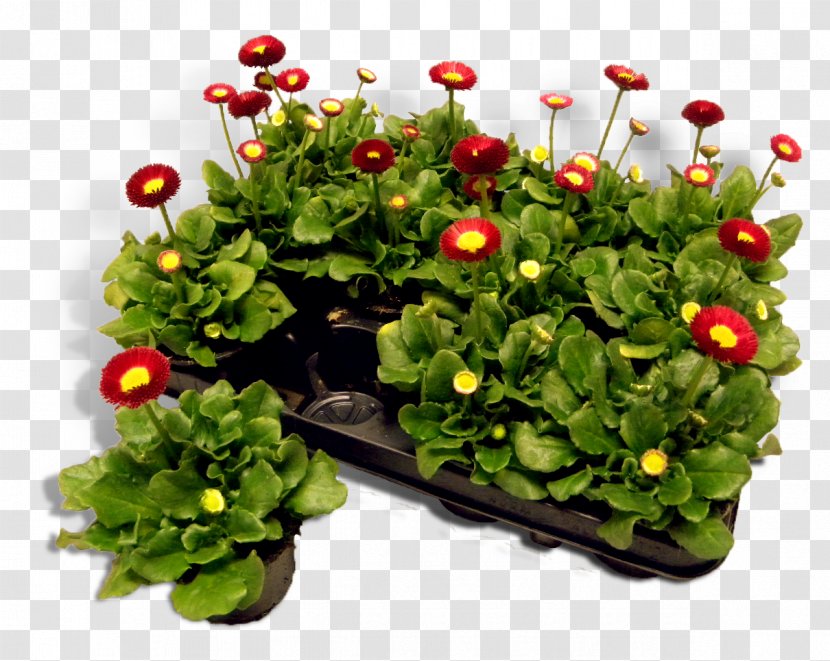 Flowerpot Annual Plant Herb Groundcover Transparent PNG