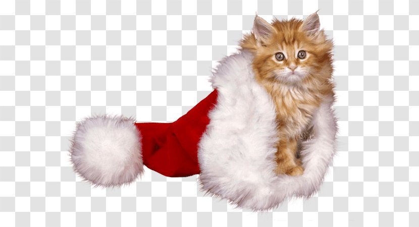 Kitten Christmas Whiskers Cat Mrs. Claus - Mrs - Ocean Trash Transparent PNG